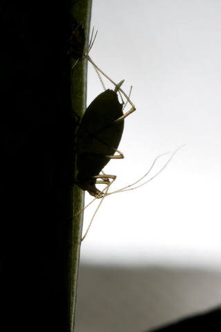 Illustration for article titled Emory Aphids